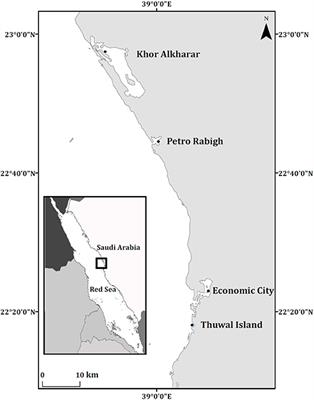 Remobilization of Heavy Metals by Mangrove Leaves